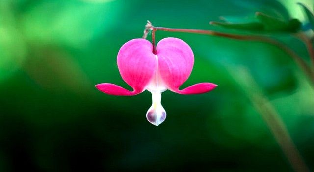 Bleeding-Heart-most-beautiful-flower