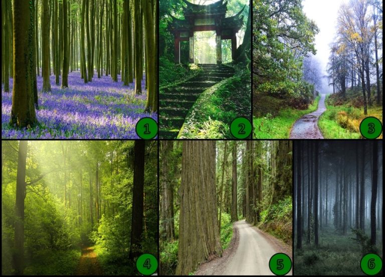 طبیعت‌ درون شما در کدام مسیر نهفته است؟ یک تصویر را انتخاب کنید!