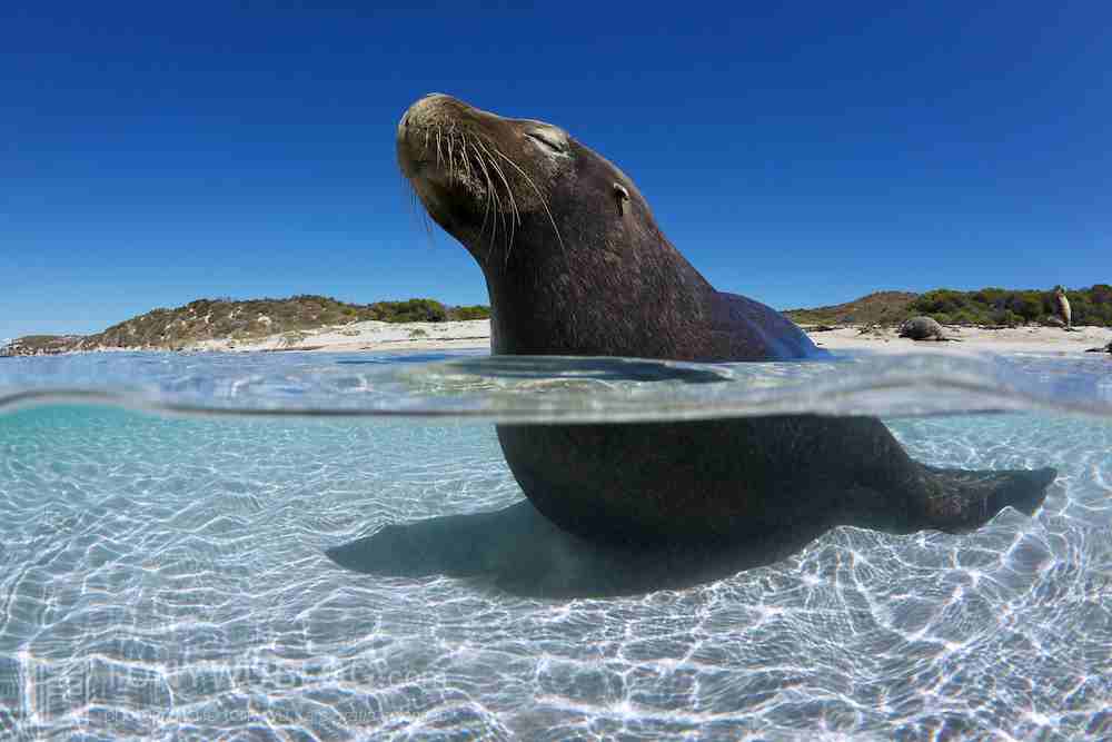 split-shot-sea-lion-basking-shallow-water-white-sand-beach-201103-4464-1